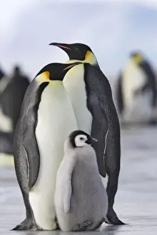 Emperor Penguin - adults and chick. Snow hill island - Antarctica