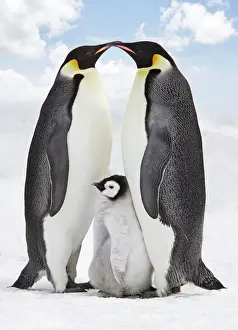 Love Prints: Emperor Penguin - two adults with chick