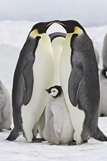 Emperor Penguin - two adults with chick. Snow hill island - Antarctica