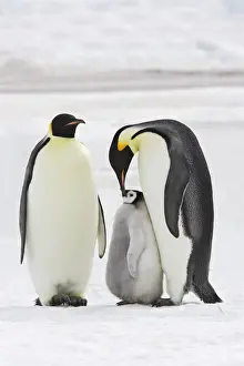 Emperor Penguin - two adults with chick. Snow hill island - Antarctica