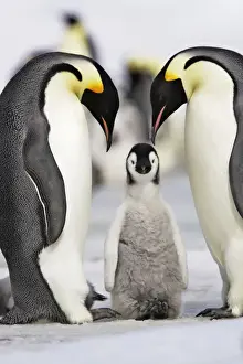 Emperor Penguin - two adults with chick. Snow hill island - Antarctica