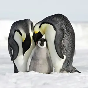 Love Prints: Emperor Penguin - adults with chick. Snow hill island - Antarctica