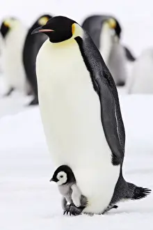 Heat Loss Prints: Emperor Penguin - adults with chick sheltering on it's feet