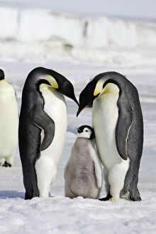 Mothers Collection: Emperor Penguin - adults with chick. Snow hill island - Antarctica