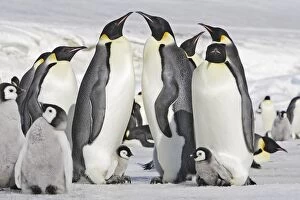 Images Dated 27th October 2006: Emperor Penguin - adults and chicks