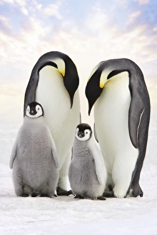 Emperor Penguin - adults following group of chicks