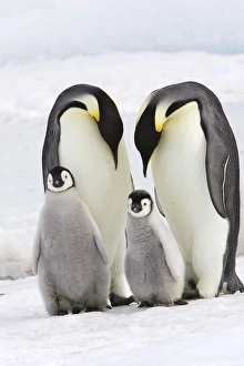 Emperor Penguin - two adults with two chicks
