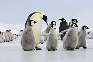 Protection Collection: Emperor Penguin - adults and chicks. Snow hill island - Antarctica