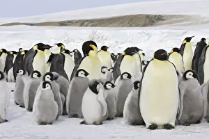 Emperor Penguin - adults and chicks. Snow hill island - Antarctica