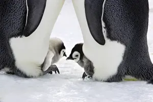 Emperor Penguin - adults and chicks. Snow hill island - Antarctica