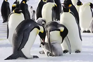 Emperor Penguin - adults and chicks. Snow hill island - Antarctica
