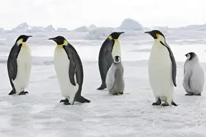 Emperor Penguin - adults with chicks. Snow hill island - Antarctica