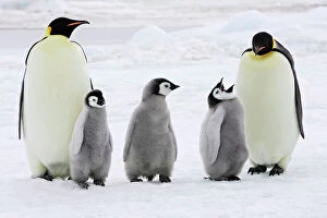 Emperor Penguin - adults with three chicks