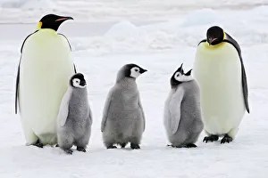 Images Dated 25th October 2006: Emperor Penguin - adults with three chicks. Snow hill island - Antarctica