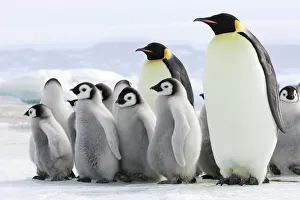 Penguins Collection: Emperor Penguin - adults with chicks. Snow hill island - Antarctica