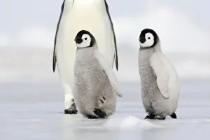 Emperor Penguin - adults with chicks. Snow hill island - Antarctica