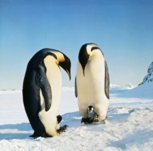 Emperor PENGUIN - two adults with chicks sitting on parents feet