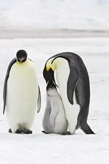 Regurgitating Prints: Emperor Penguin - adults feeding chick. Snow hill island - Antarctica