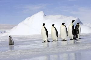 Emperor Penguin - adults following chick across ice