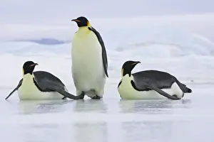 Emperor Penguin - three adults. Snow hill island - Antarctica