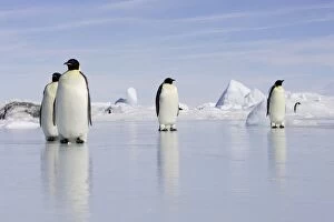 Emperor Penguin - four adults standing on ice