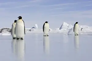 Emperor Penguin - four adults standing on ice. Snow hill island - Antarctica
