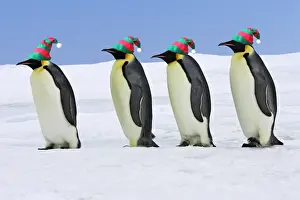 Emperor Penguin - four adults walking across ice, wearing hats. Snow hill island - Antarctica