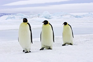 Emperor Penguin - three adults