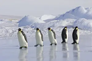 Emperor Penguin - adults walking across ice. Snow hill island - Antarctica