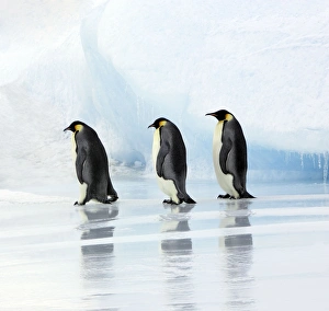 Emperor Penguin - three adults
