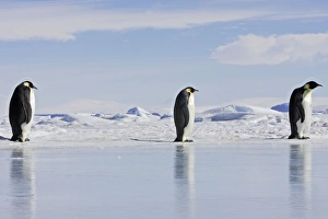 Emperor Penguin - three adults