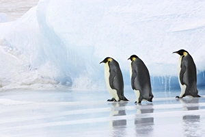 Emperor Penguin - three adults