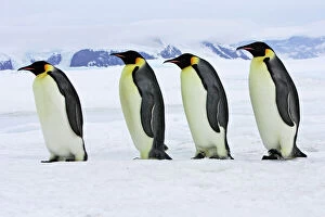 Emperor Penguin - four adults walking across ice