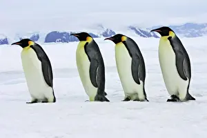 Lines Prints: Emperor Penguin - four adults walking across ice. Snow hill island - Antarctica