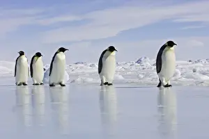 Leadership Prints: Emperor Penguin - adults walking across ice. Snow hill island - Antarctica