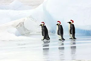 Emperor Penguin - three adults walking across ice wearing red Christmas Santa hats Emperor Penguin - three adults walking across ice wearing red Christmas Santa hats
