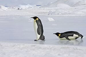 Emperor Penguin - two adults walking & sliding across ice