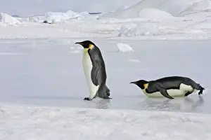 Walking Prints: Emperor Penguin - two adults walking & sliding across ice. Snow hill island - Antarctica