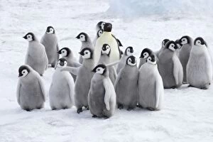 Images Dated 3rd September 2007: Emperor Penguin - Adults and Young