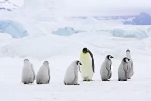 Emperor Penguin - Adults and Young Crossing Sea Ice
