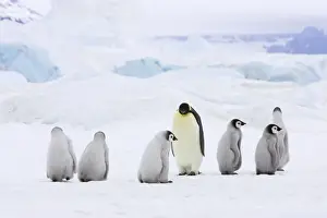 Emperor Penguin - Adults and Young Crossing Sea Ice Aptenodytes forsteri Snow Hill Island Antarctica BI012277