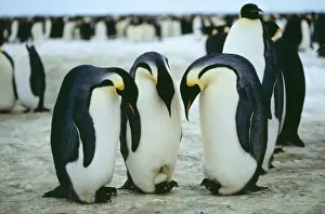 Emperor Penguin Antarctica