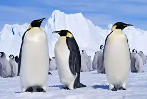 Emperor Penguin Antarctica