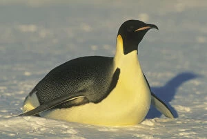 Emperor Penguin, (Aptenodytes forsteri)