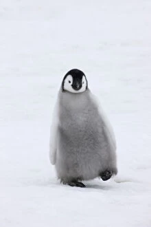 Emperor Penguin (Aptenodytes forsteri) chick