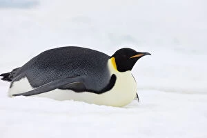 Emperor Penguin (Aptenodytes forsteri) glides