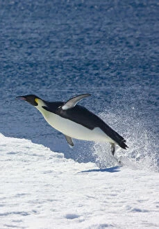 Emperor Penguin (Aptenodytes forsteri) jumping