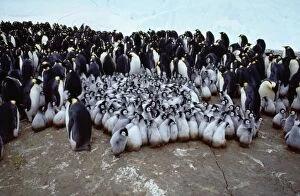Sheltering Collection: Emperor Penguin AU 75/GR Creche & Adult birds, Antarctica. Aptenodytes forsteri © G