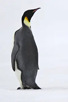 Emperor Penguin - backview. Snow hill island - Antarctica