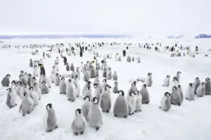 Creche Prints: Emperor Penguin Breeding Colony Aptenodytes forsteri Snow Hill Island Antarctica BI012255